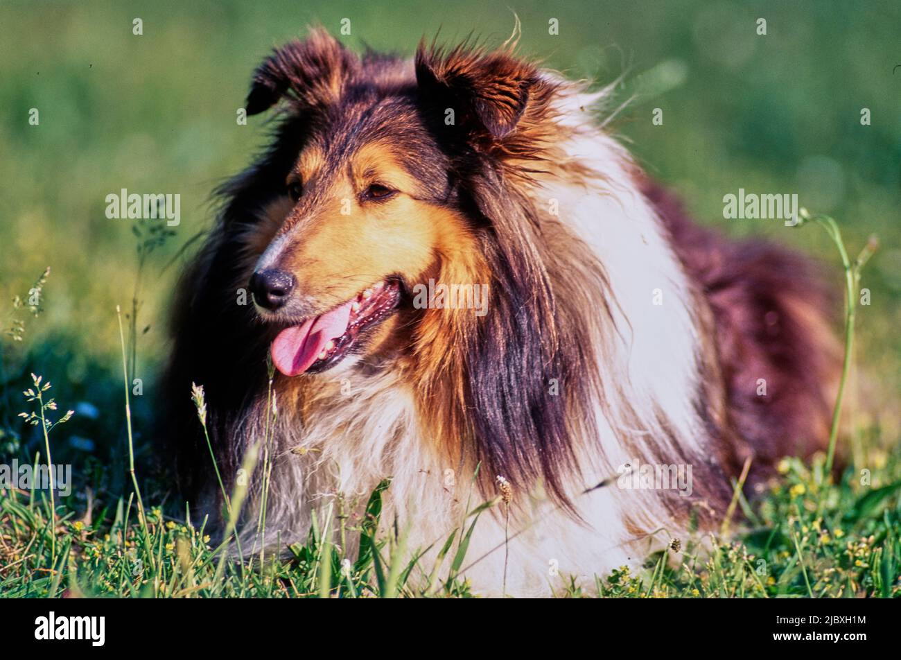 A sheltie dog laying in a grassy field Stock Photo Alamy