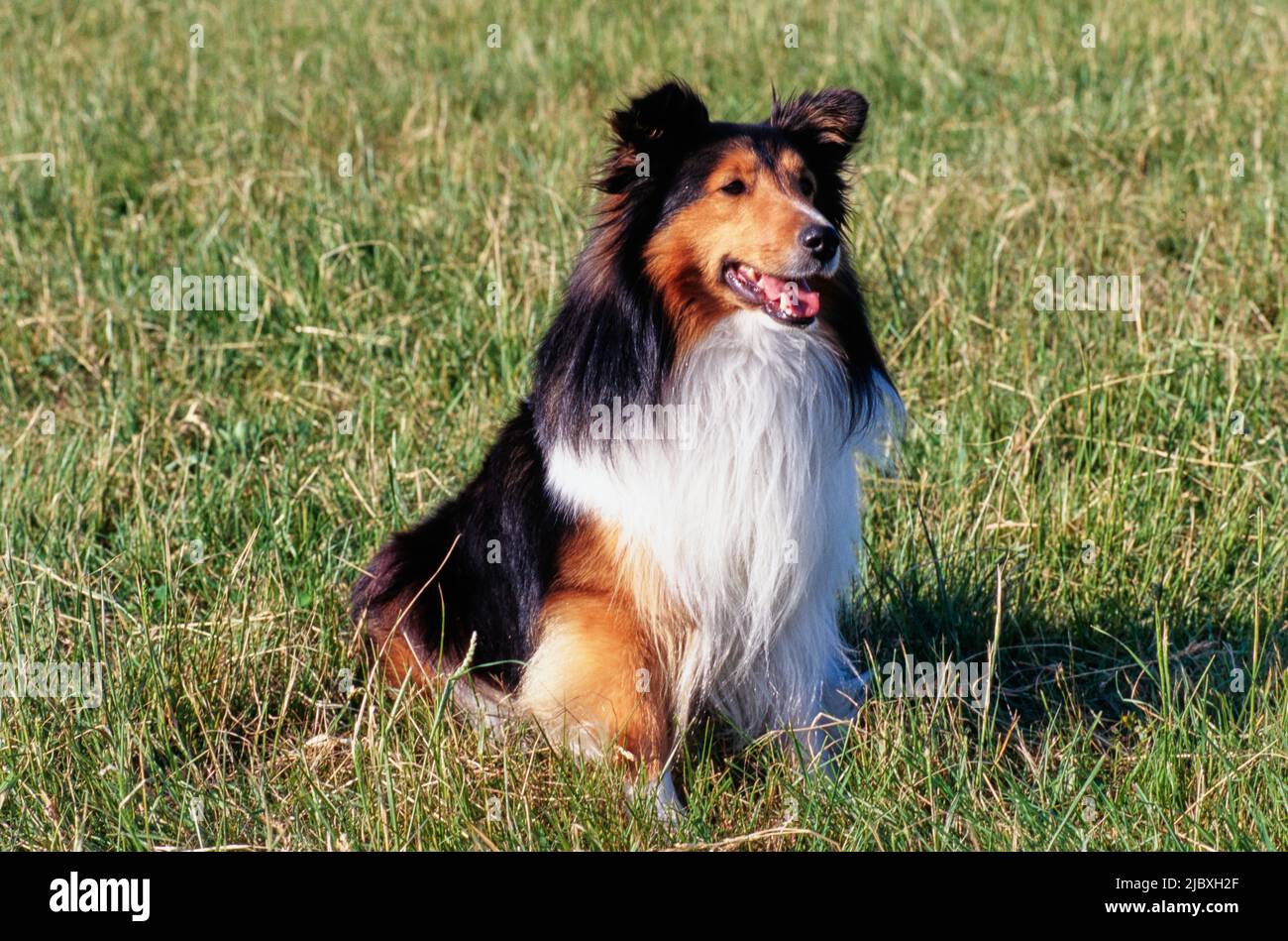 A sheltie dog sitting in a grassy field Stock Photo