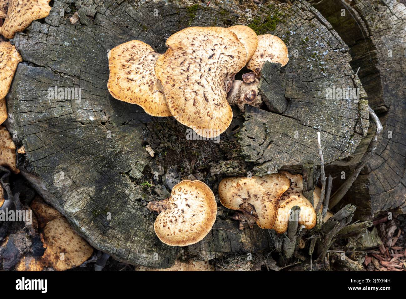 Dryad's Saddle Mushroom, growing from dead tree stump, Hartwick Pines