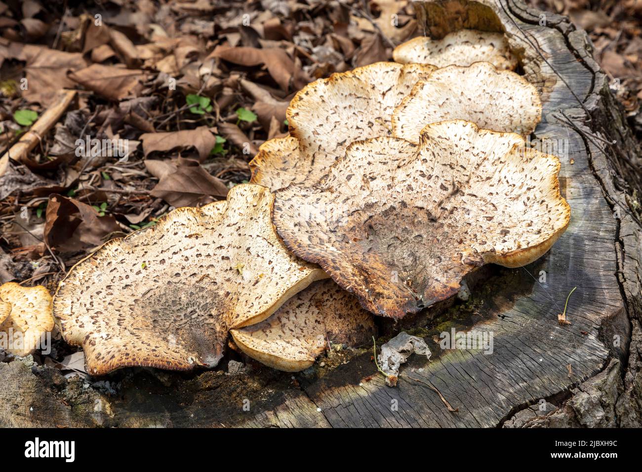 Dryad's Saddle Mushroom, growing from dead tree stump, Hartwick Pines