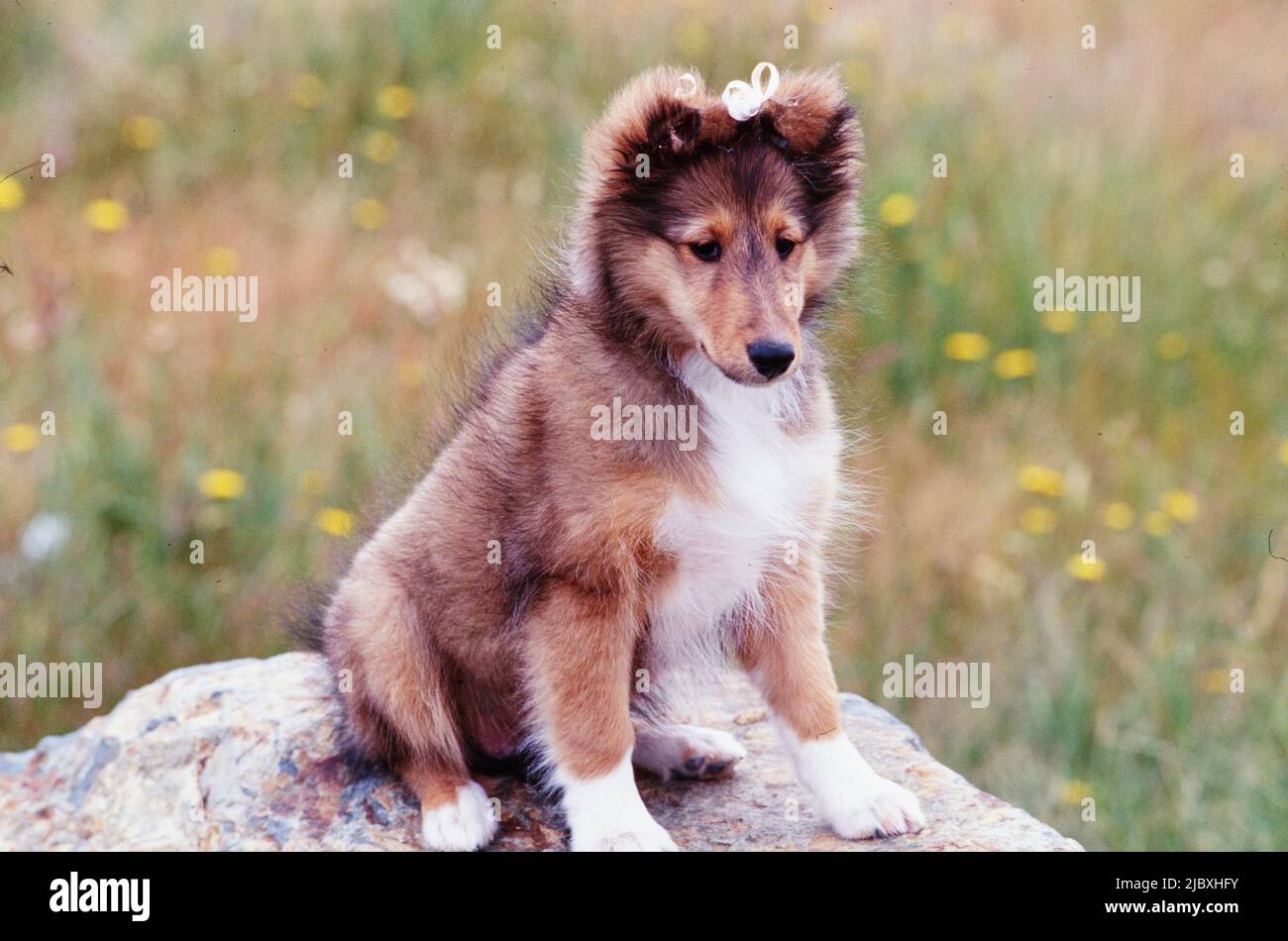 A sheltie puppy dog sitting on a rock in a grassy field with ...