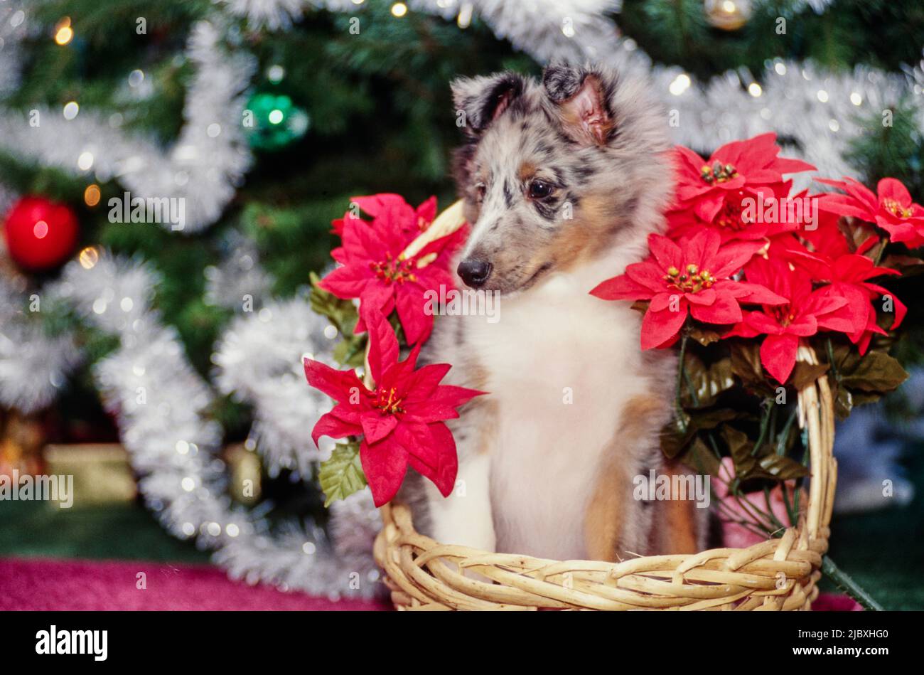 A sheltie puppy dog sitting in a basket Stock Photo