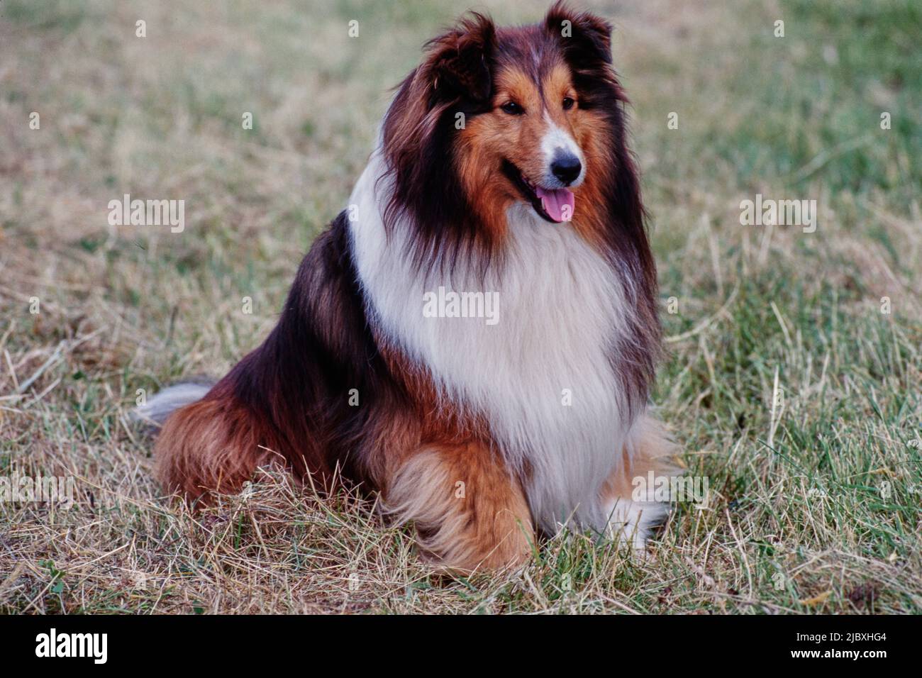 A sheltie dog sitting in a grassy field Stock Photo