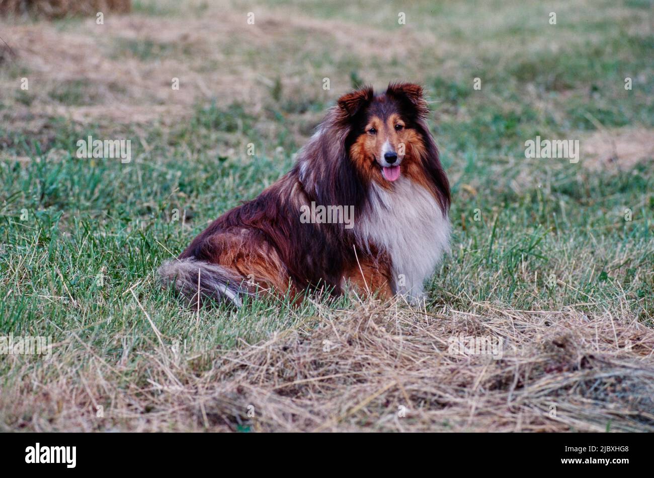 A sheltie dog sitting in a grassy field Stock Photo