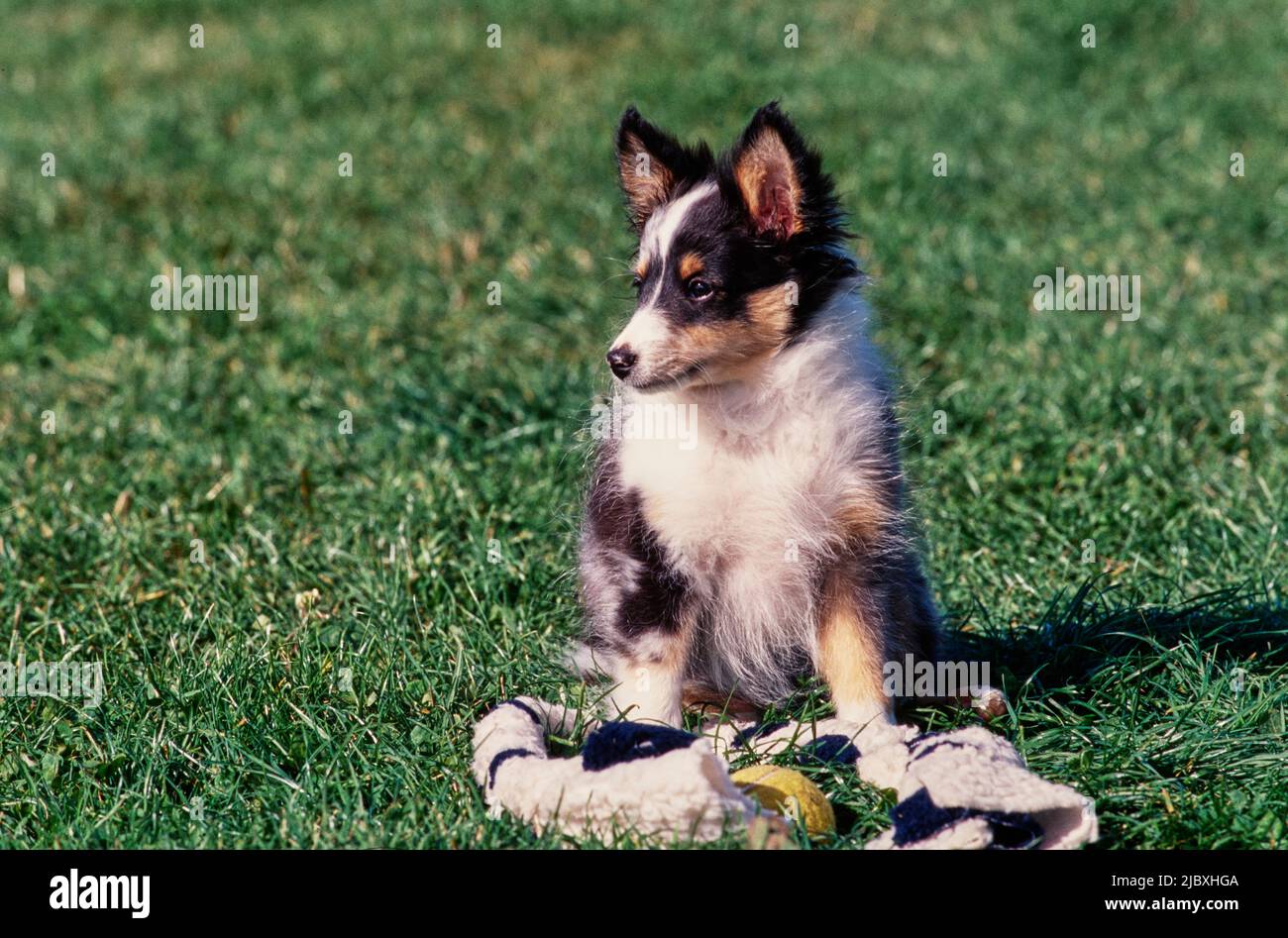 A sheltie puppy dog in a grassy field with wildflowers Stock Photo