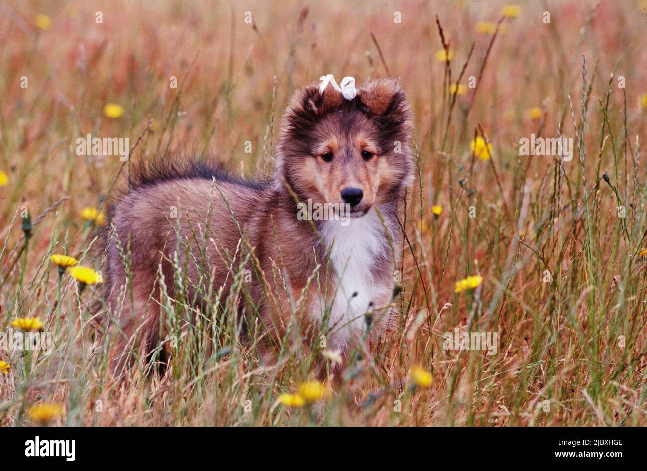 A sheltie puppy dog in a grassy field with wildflowers Stock Photo