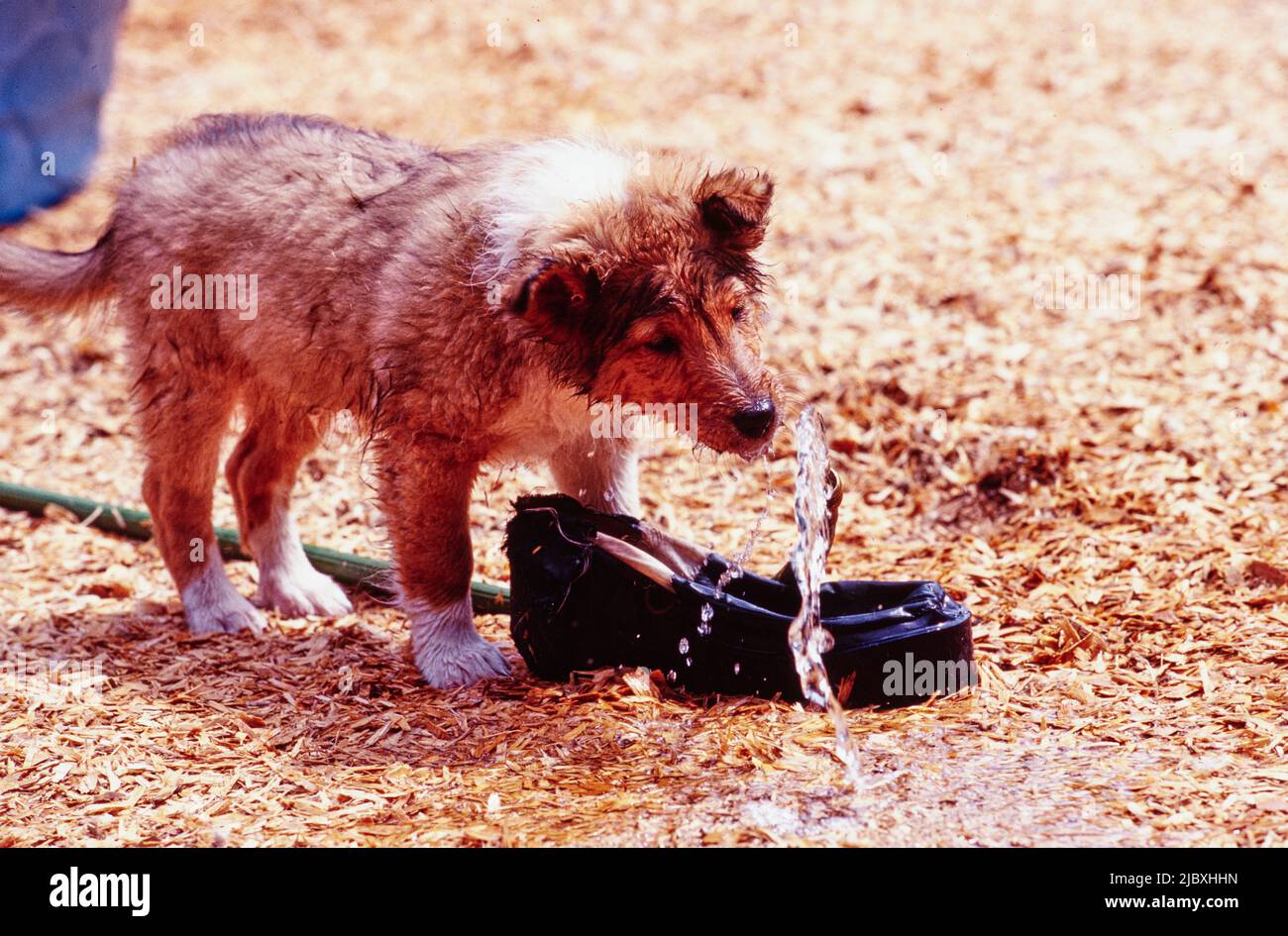 Why Does My Puppy Drink So Much Water At Night