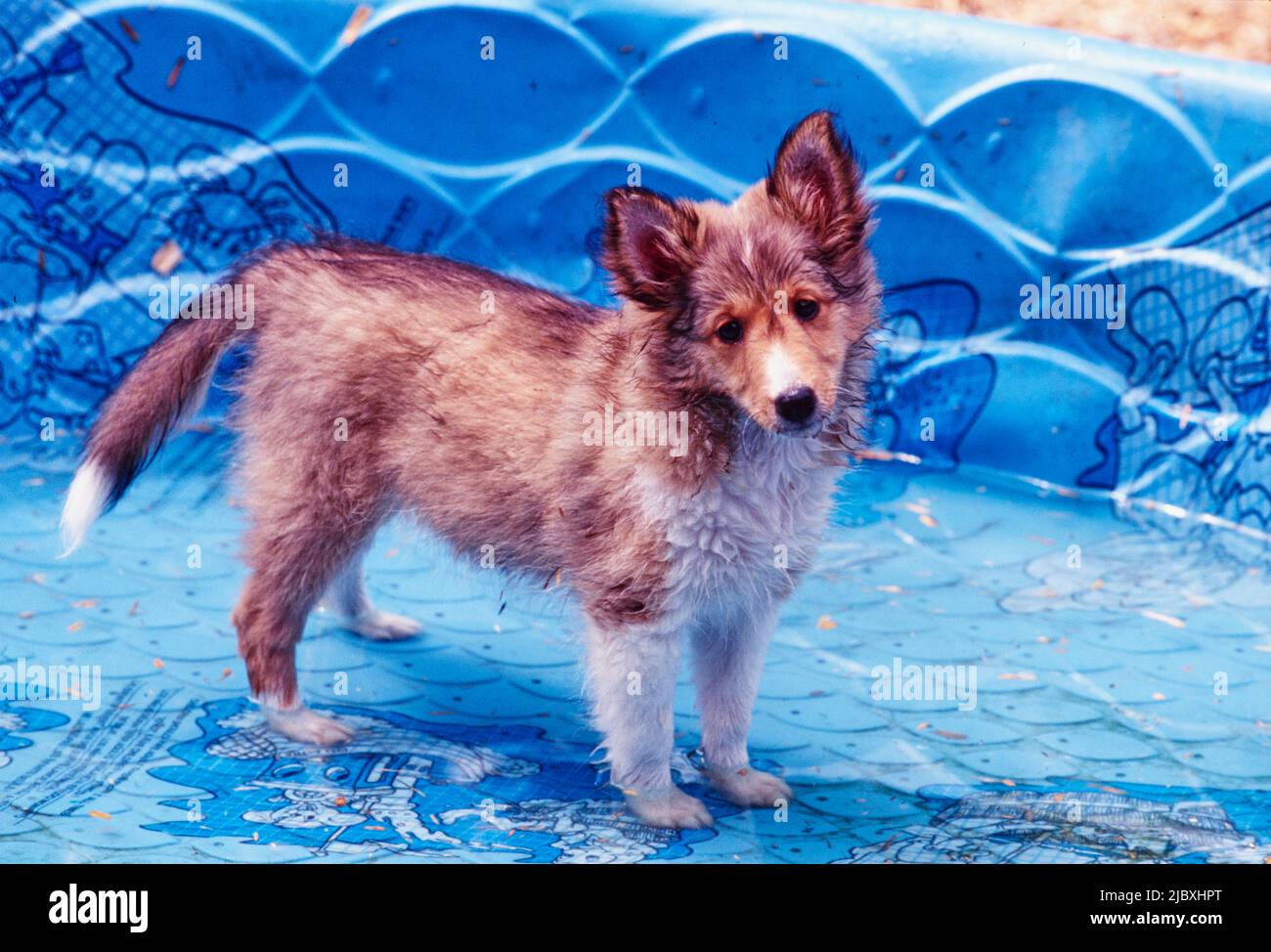 A Sheltie puppy dog standing in a wading pool Stock Photo Alamy