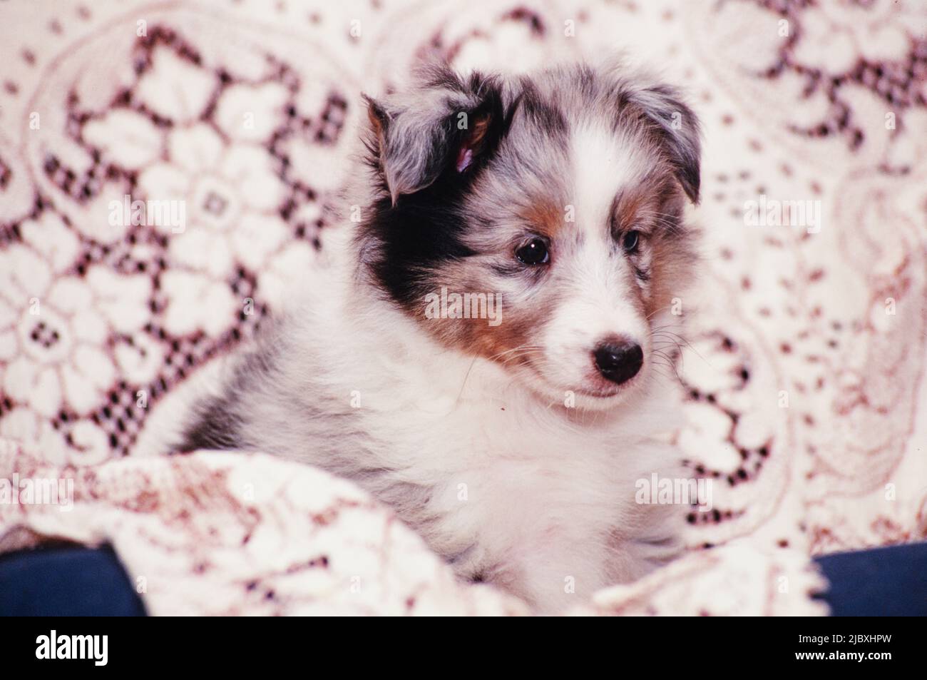 A sheltie puppy dog sitting in a blanket Stock Photo