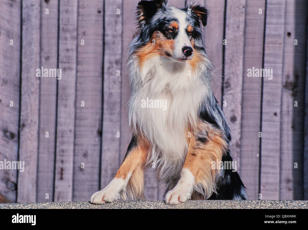 do australian shepherds have dew claws