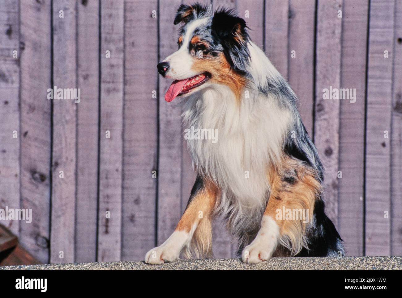 An Australian shepherd dog sitting up with its paws resting on a gravel