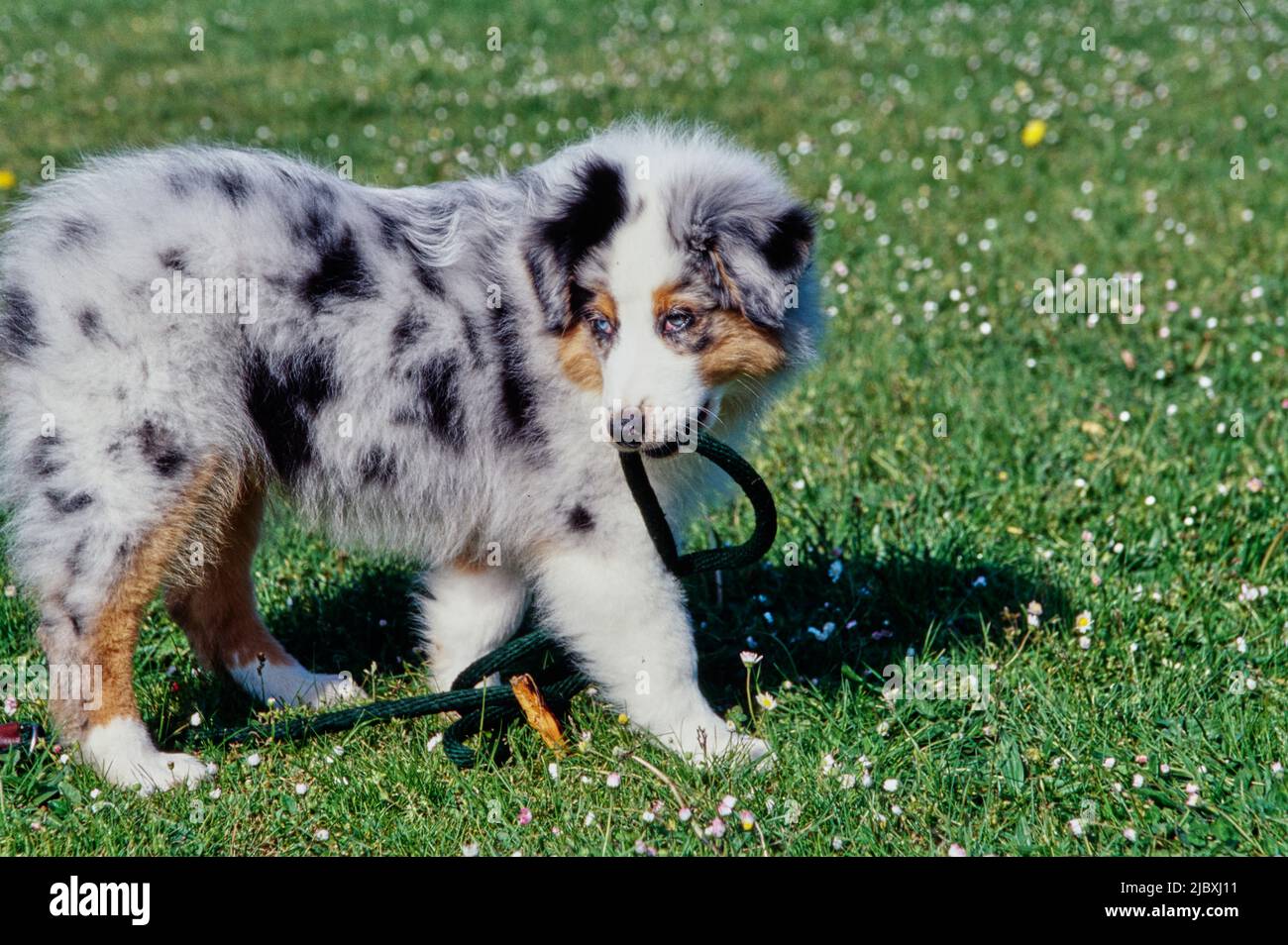 An Australian shepherd puppy dog standing in a grass lawn carrying a leash in its mouth Stock Photo Alamy