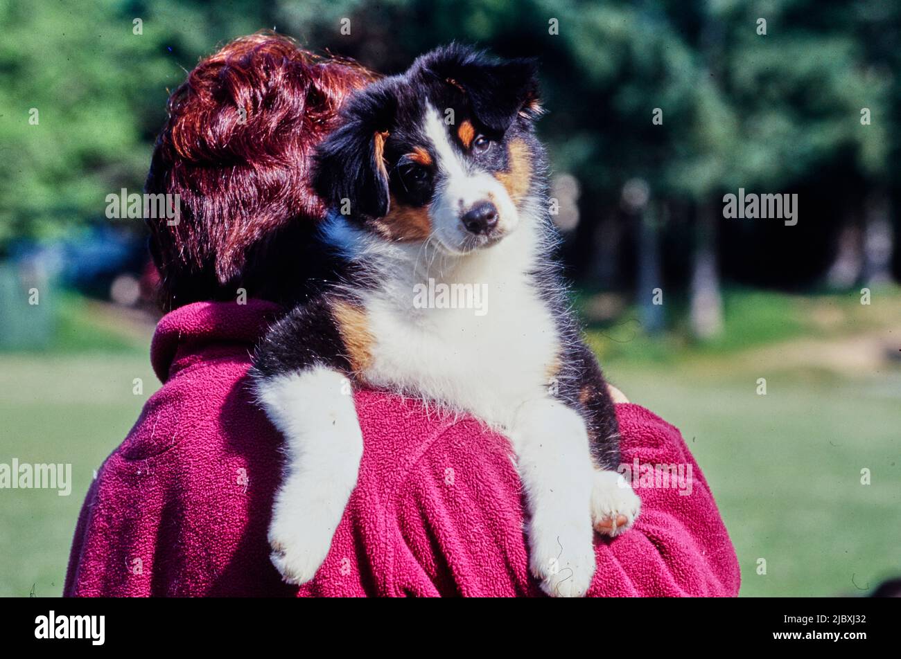 Dog being carried hi-res stock photography and images - Alamy