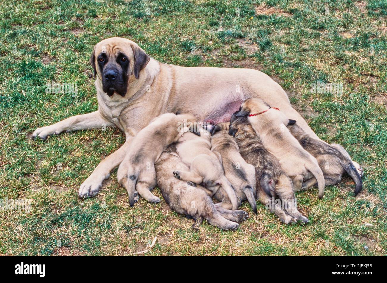 Do English Mastiff Puppies Sleep A Lot