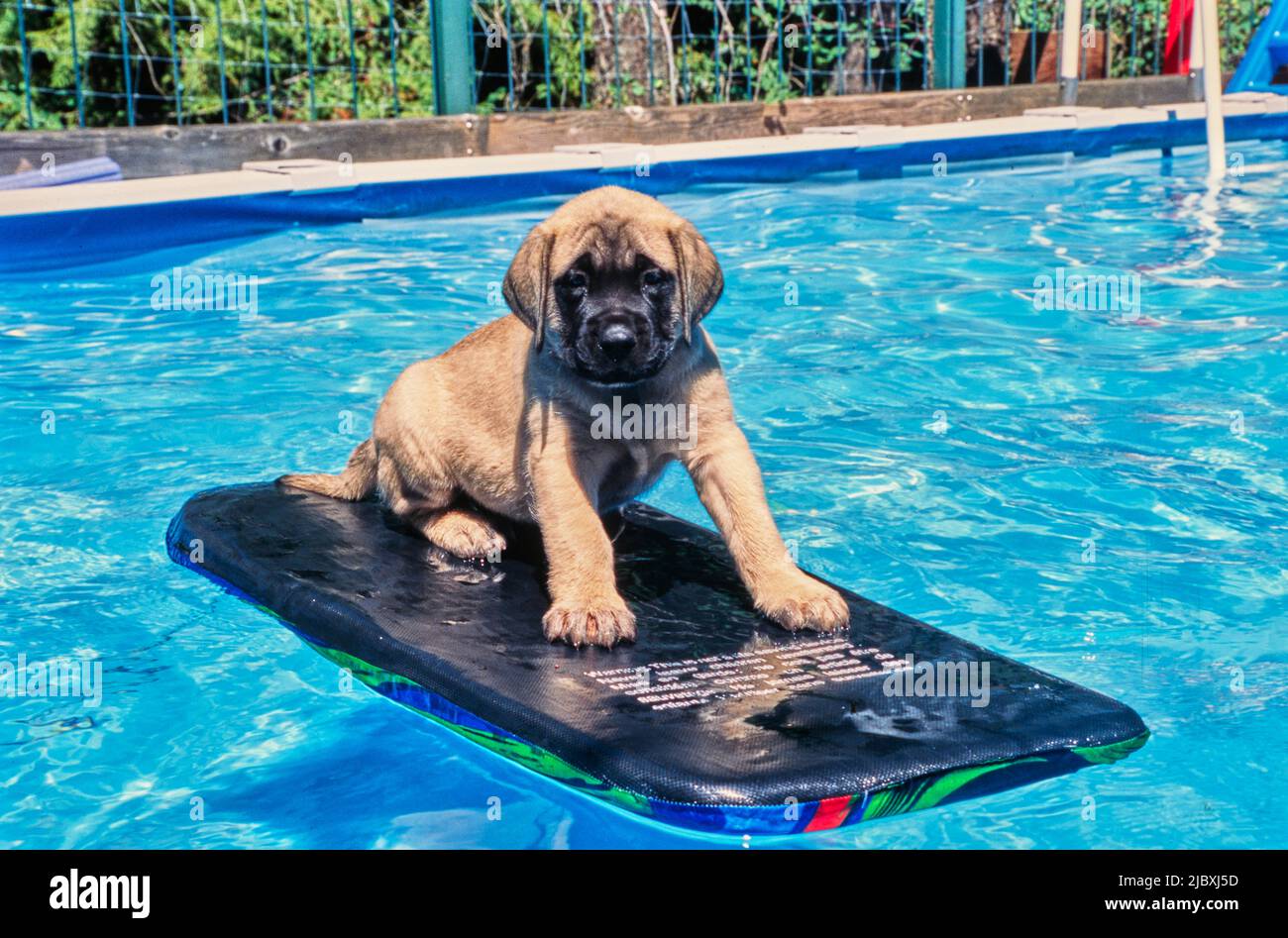 An English mastiff floating on a kickboard in a pool Stock Photo Alamy
