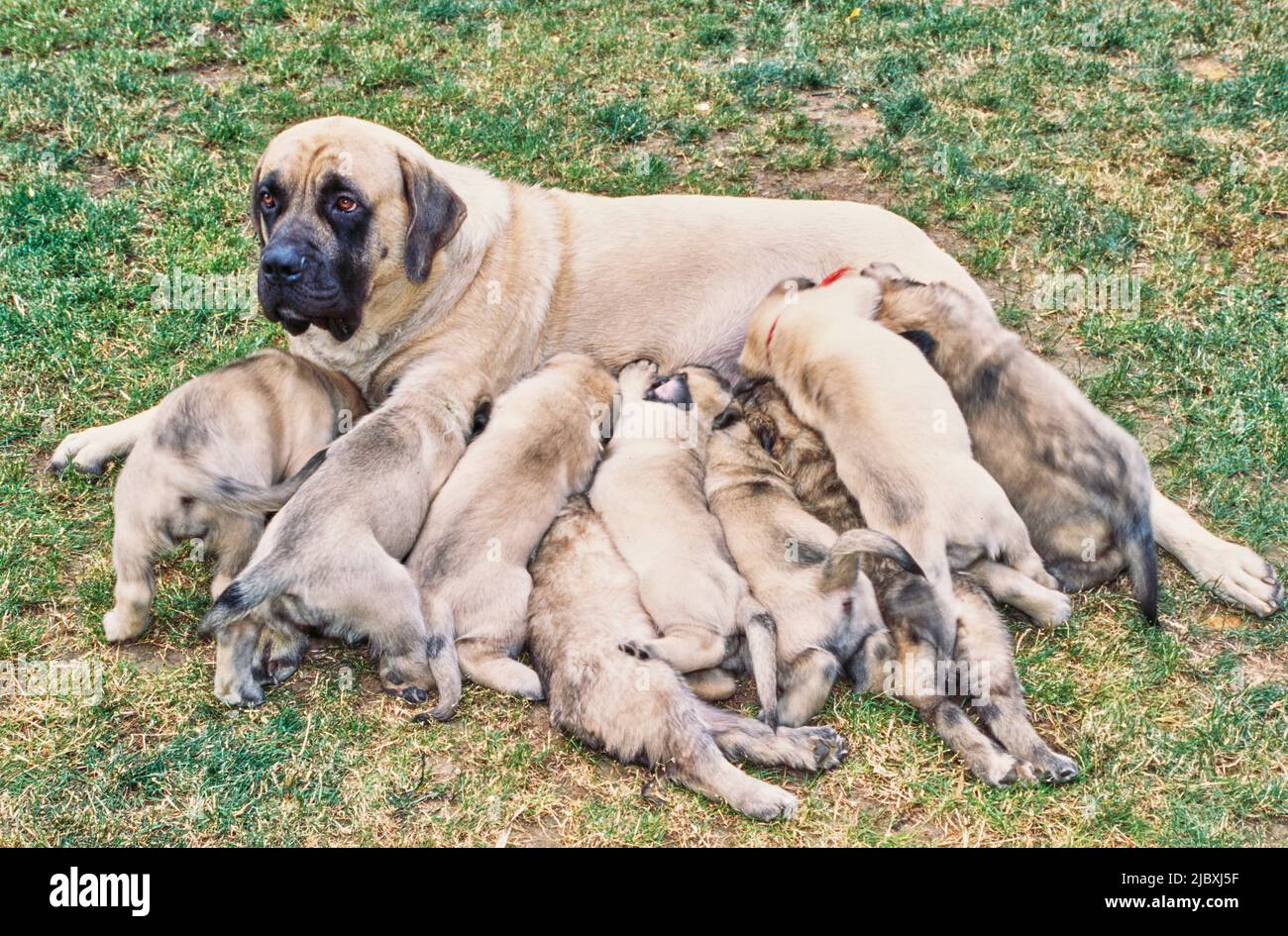 An English mastiff dog nursing her puppies Stock Photo Alamy