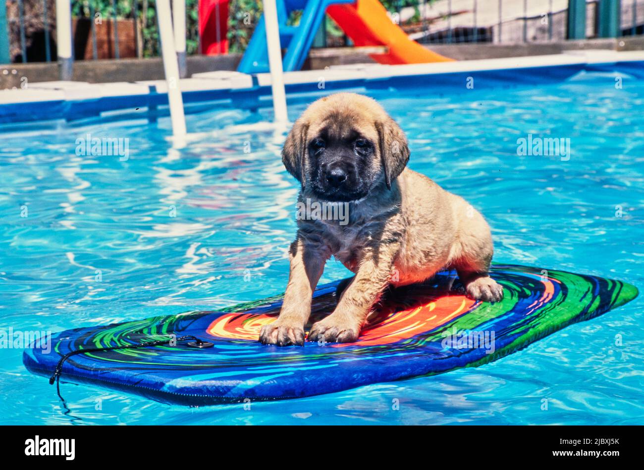 An English mastiff floating on a kickboard in a pool Stock Photo Alamy