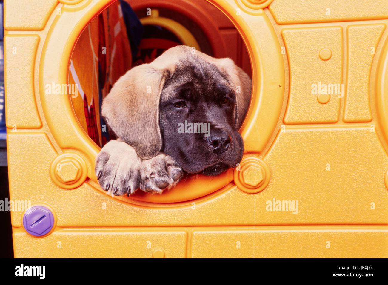 An English mastiff puppy dog in a playhouse Stock Photo Alamy