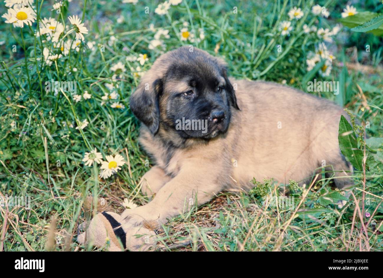 An English mastiff puppy laying in a grassy field with wildflowers Stock Photo