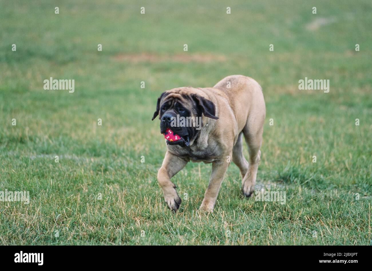 An English mastiff carrying a red ball on a grassy field Stock