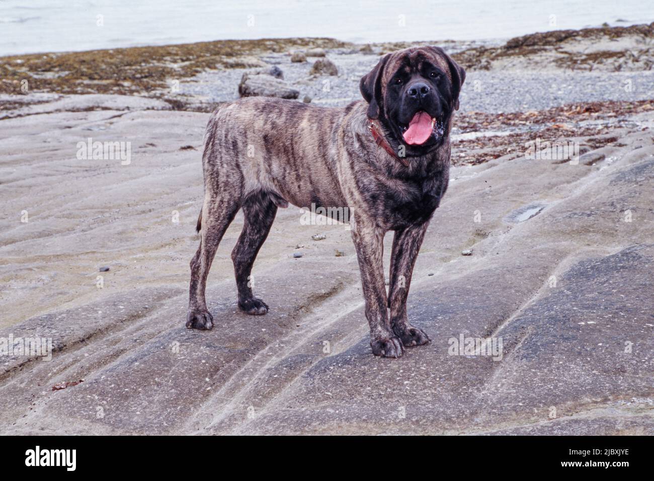 what is a reverse brindle mastiff