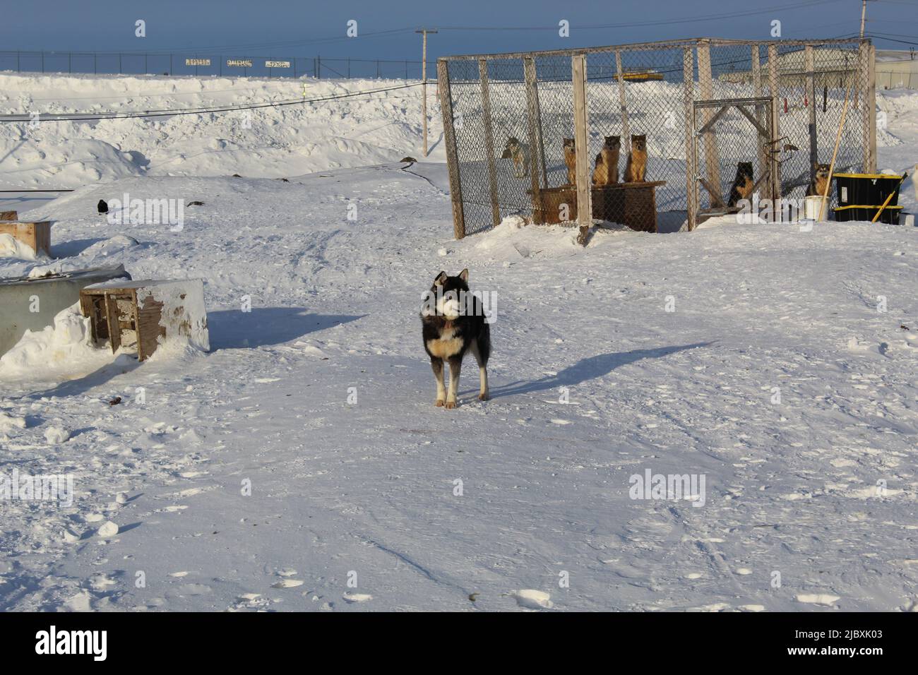 Husky in Iqaluit, Nunavut, Canada Stock Photo