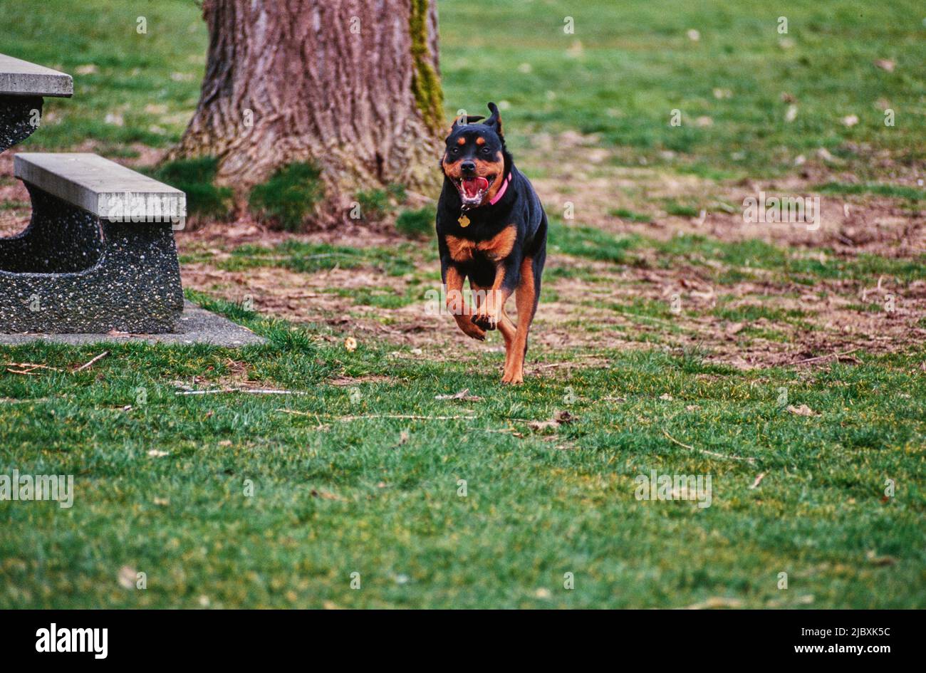 Are Rottweilers Good Running Partners