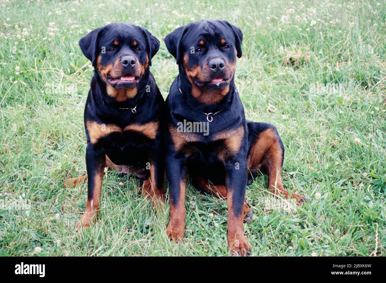 A pair of rottweiler dogs sitting in grass Stock Photo - Alamy