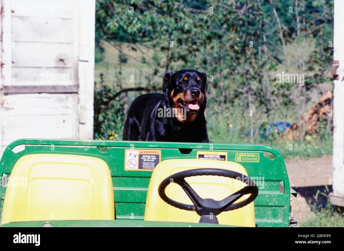 son rottweilers excavadoras