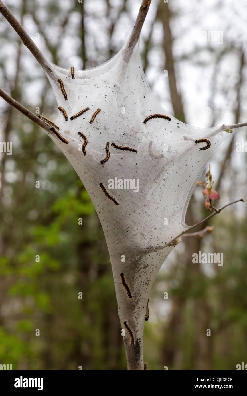 Tent caterpillars, on tent, nest, early Summer, Michigan, USA, by James