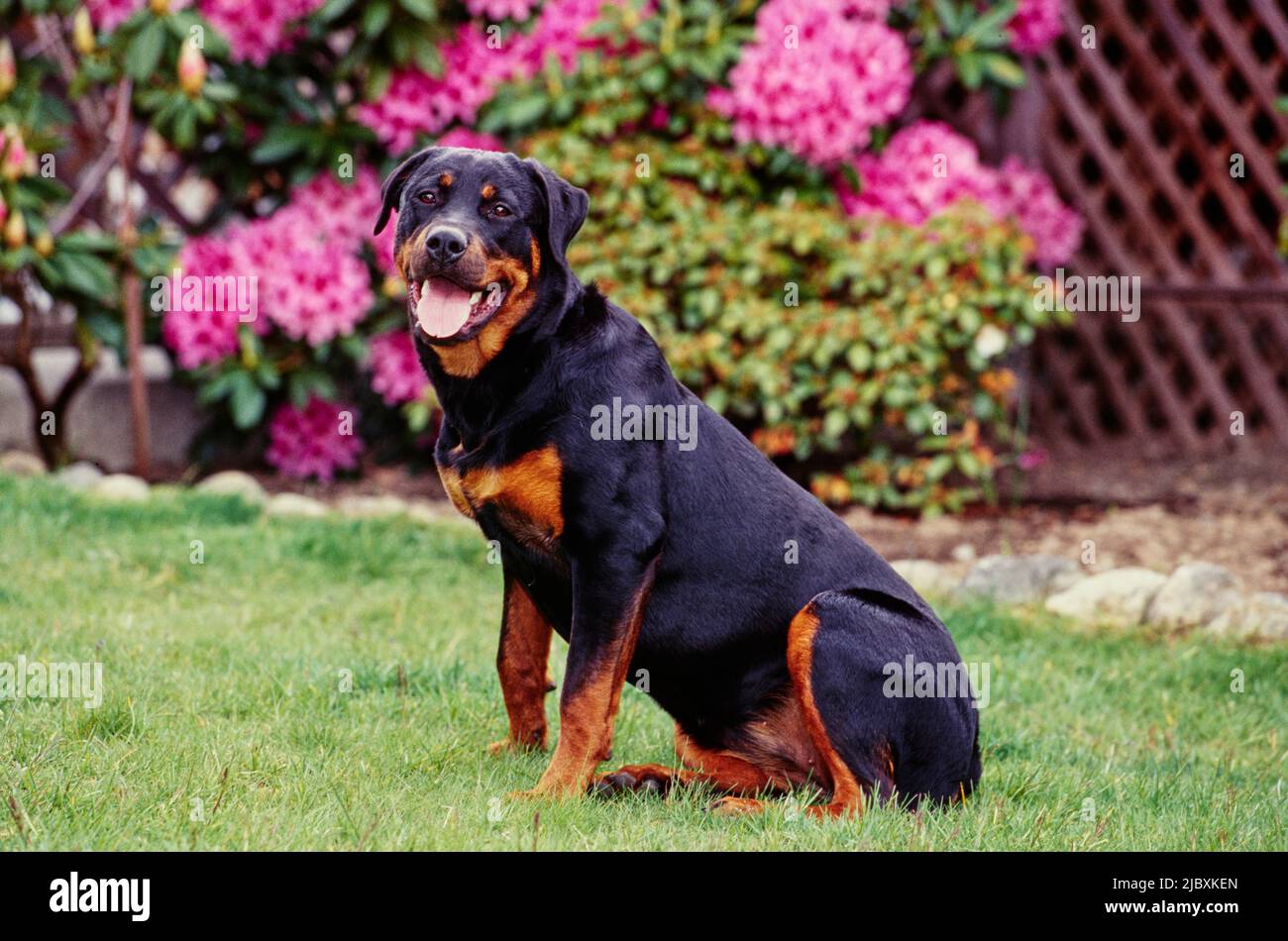 A rottweiler dog sitting in grass with pink flowers in the background Stock Photo