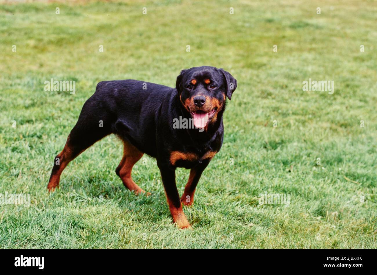 A rottweiler dog standing in short grass Stock Photo