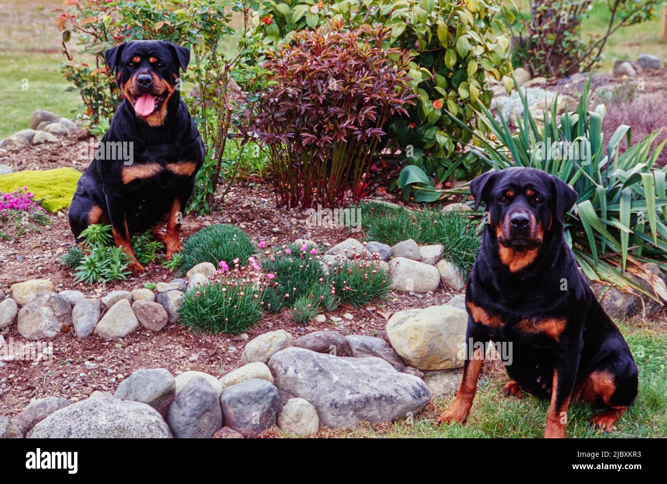 Two Happy Rottweilers Rottweilers two dog rottweiler hi-res stock photography and images - Alamy