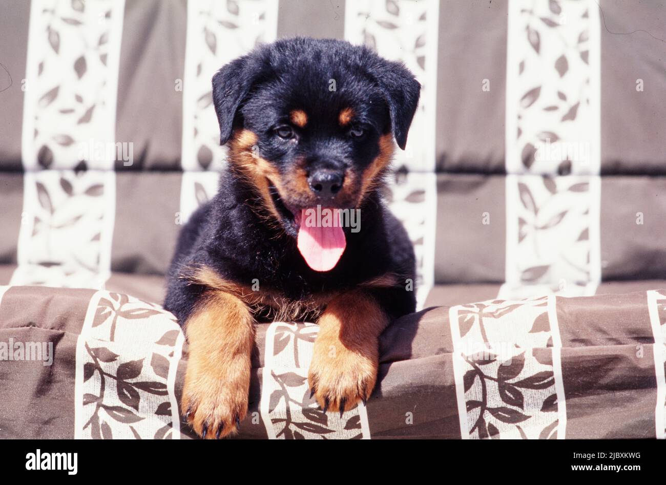 A rottweiler puppy on a fabric covered bench seat Stock Photo