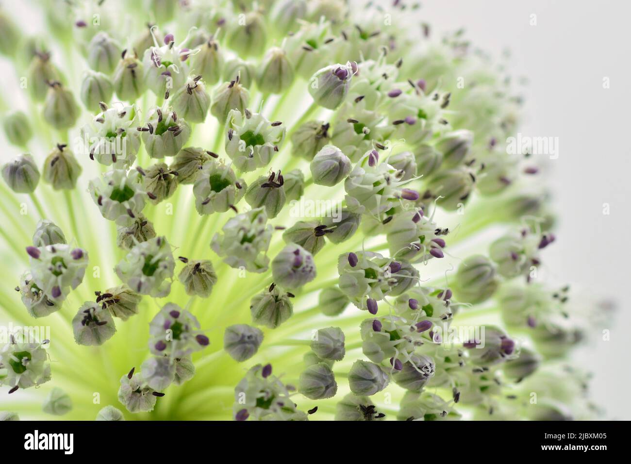 Detalle de la flor del ajo puerro, Allium ampeloprasum, aislado en blanco Stock Photo
