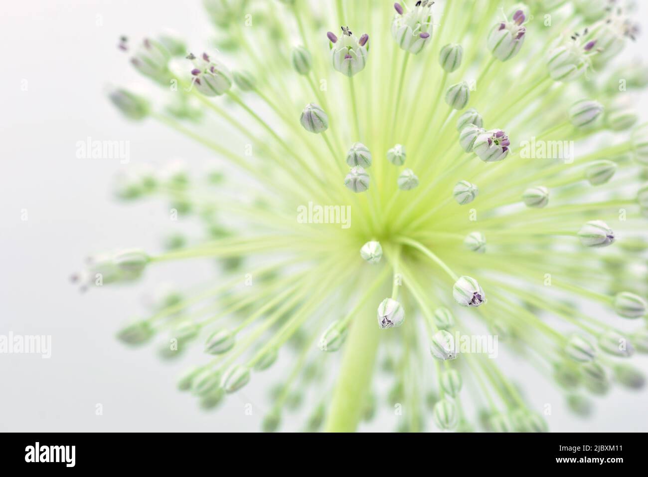 Detalle de la flor del ajo puerro, Allium ampeloprasum, aislado en blanco Stock Photo