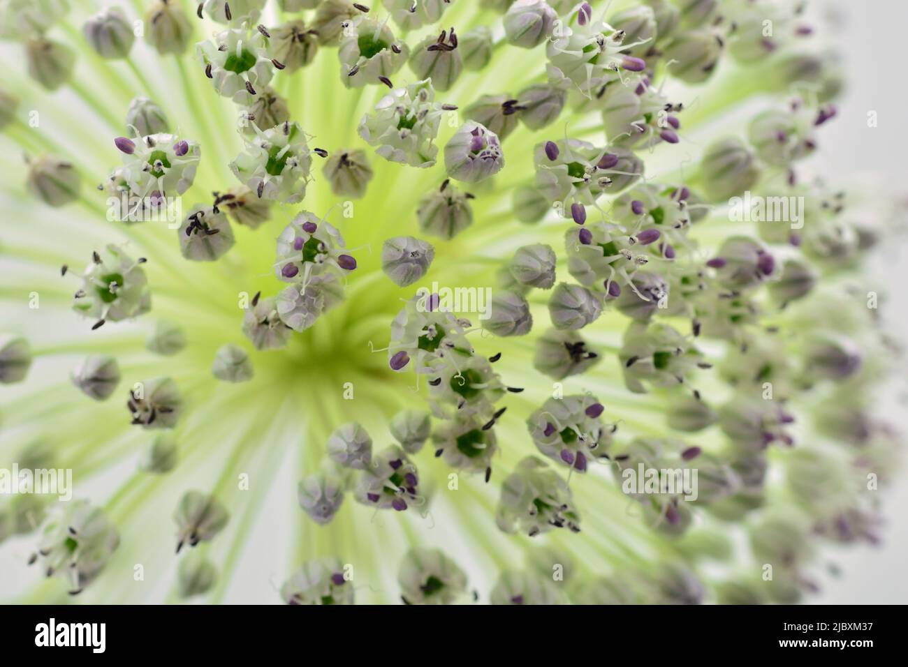 Detalle de la flor del ajo puerro, Allium ampeloprasum, aislado en blanco Stock Photo