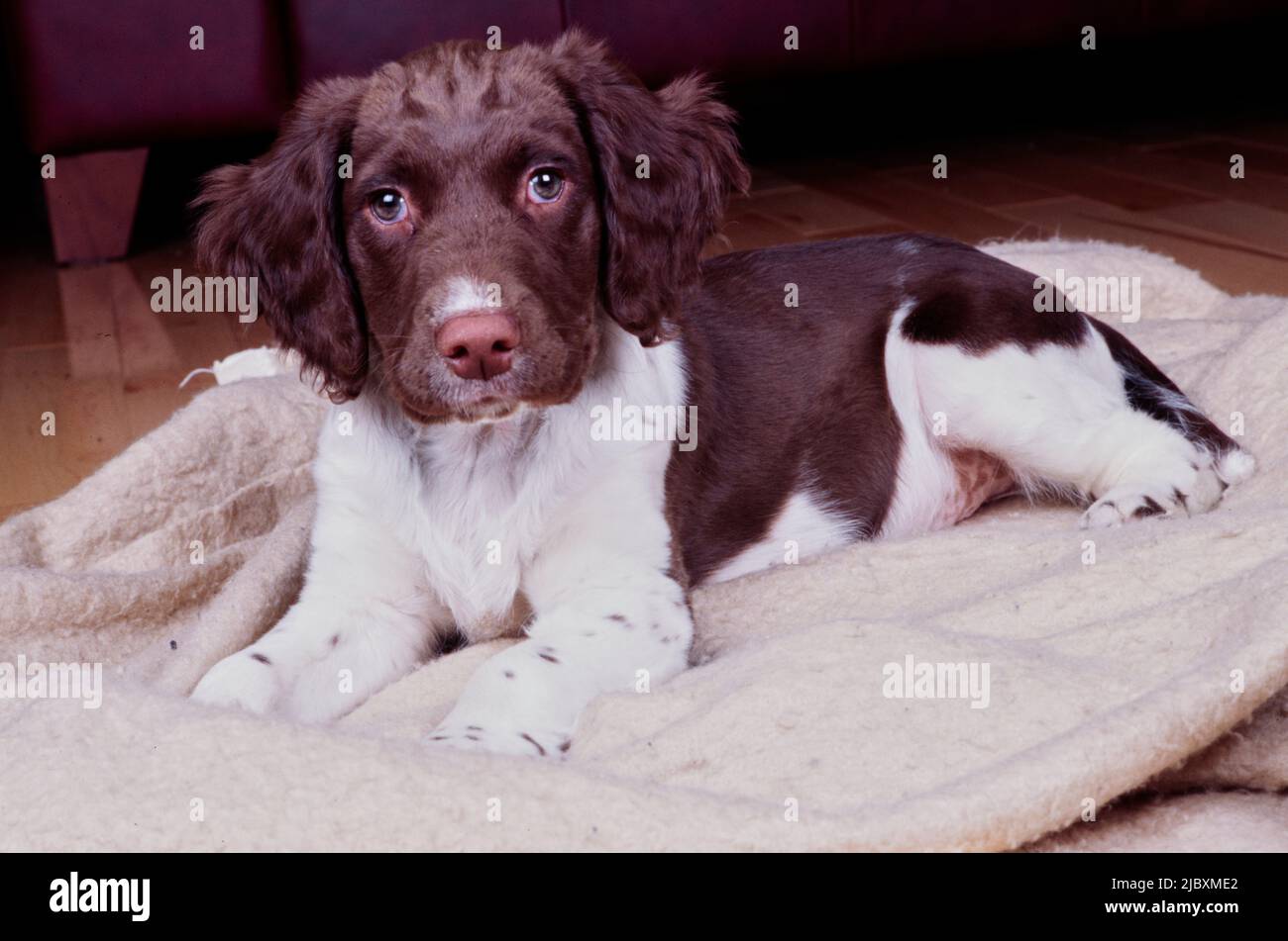 An English springer spaniel laying on a dog bed on a hardwood floor
