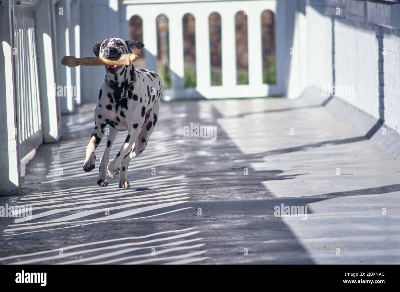 can a dalmatian be given rawhide every day