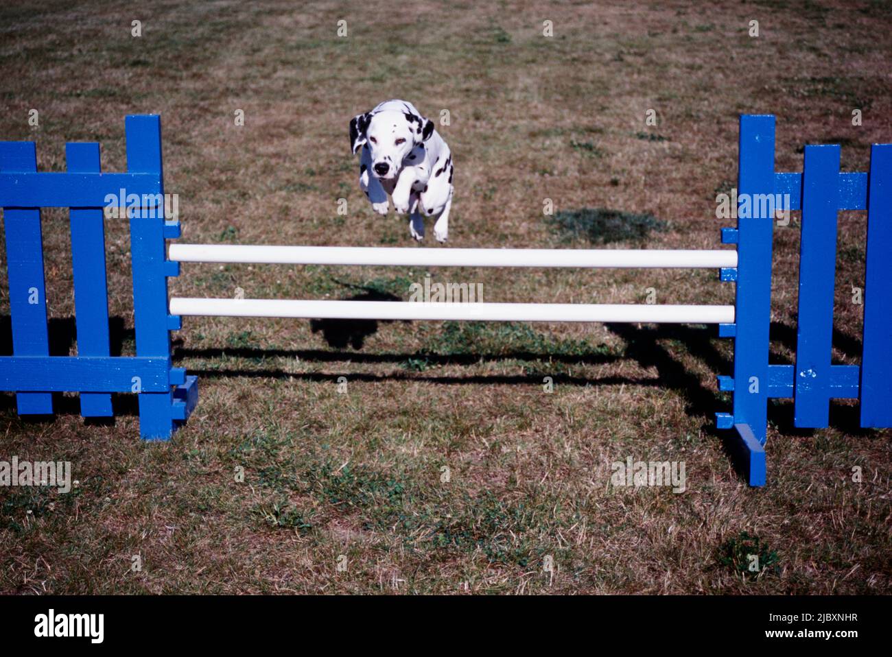 Dog jumping gate hires stock photography and images Alamy