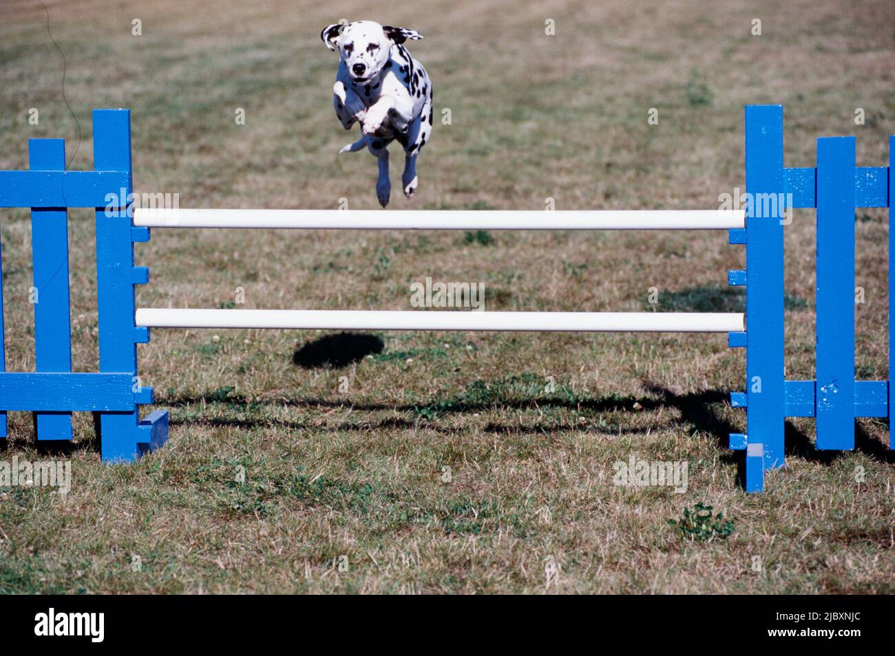 Dog jumping gate hires stock photography and images Alamy