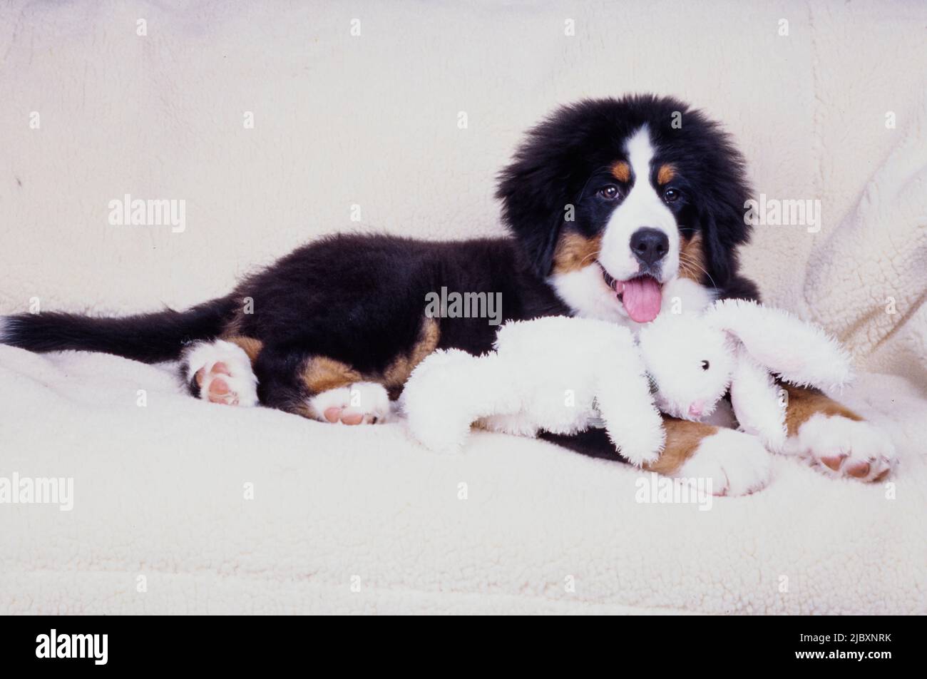 Bernese mountain dog puppy laying on white fabric with a stuffed toy bunny Stock Photo