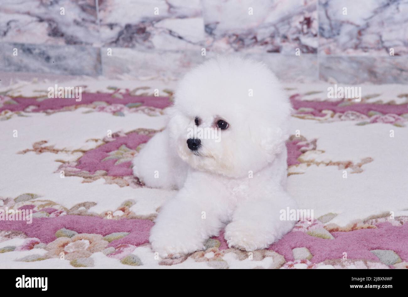 Bichon frise laying on patterned rug Stock Photo