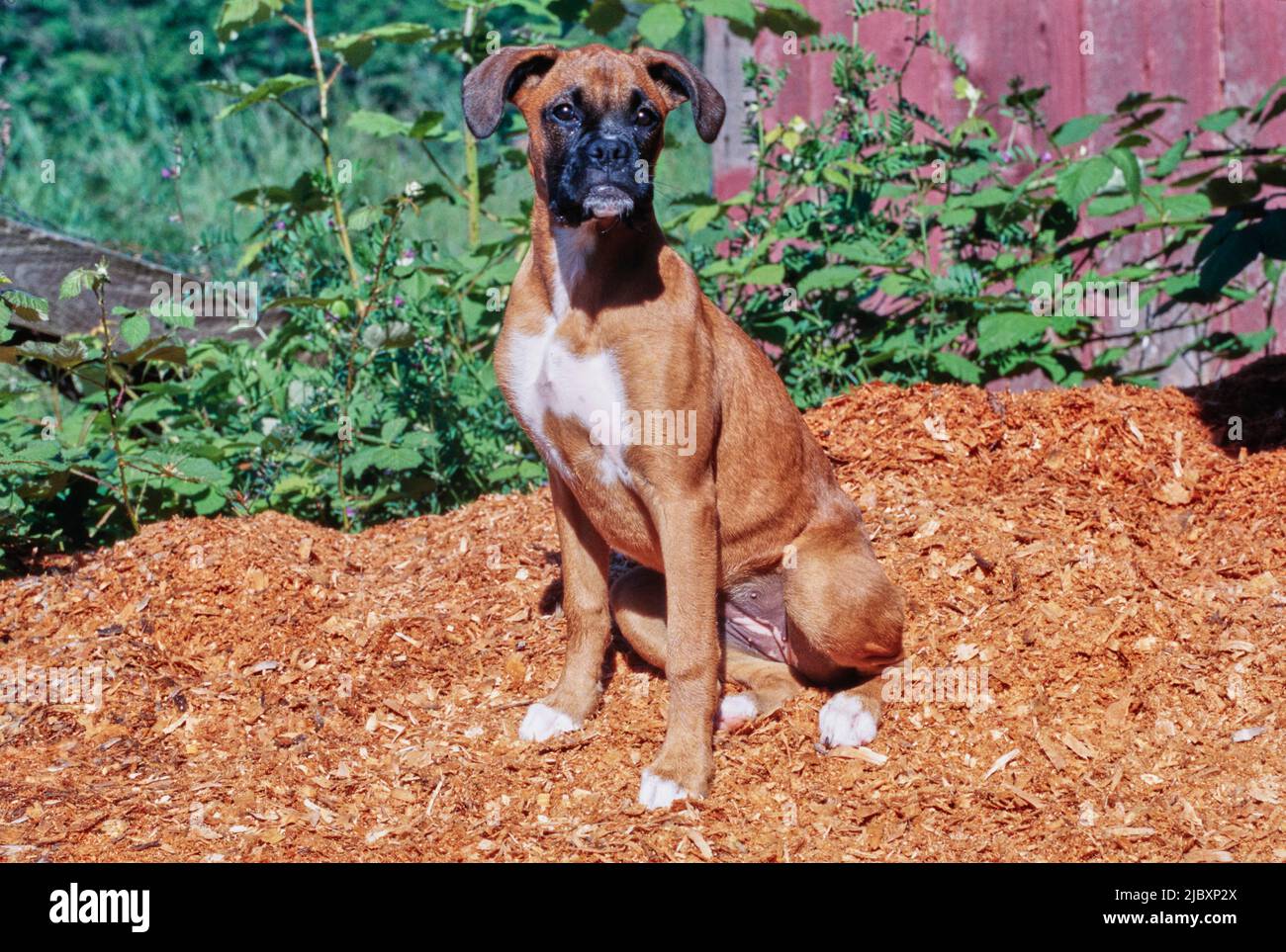 Boxer puppy dog sitting in garden mulch Stock Photo Alamy