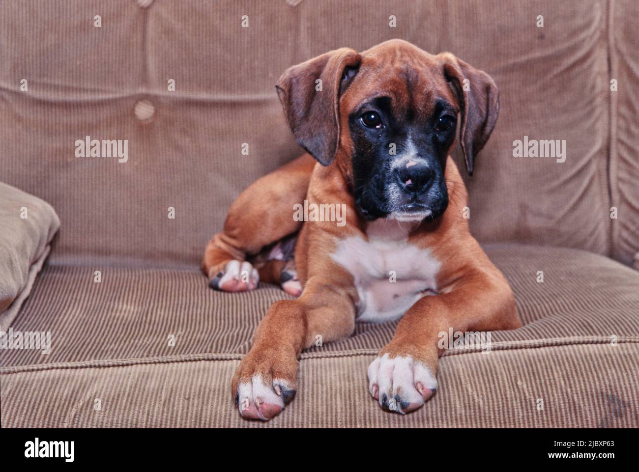Boxer puppy dog laying on a sofa Stock Photo Alamy