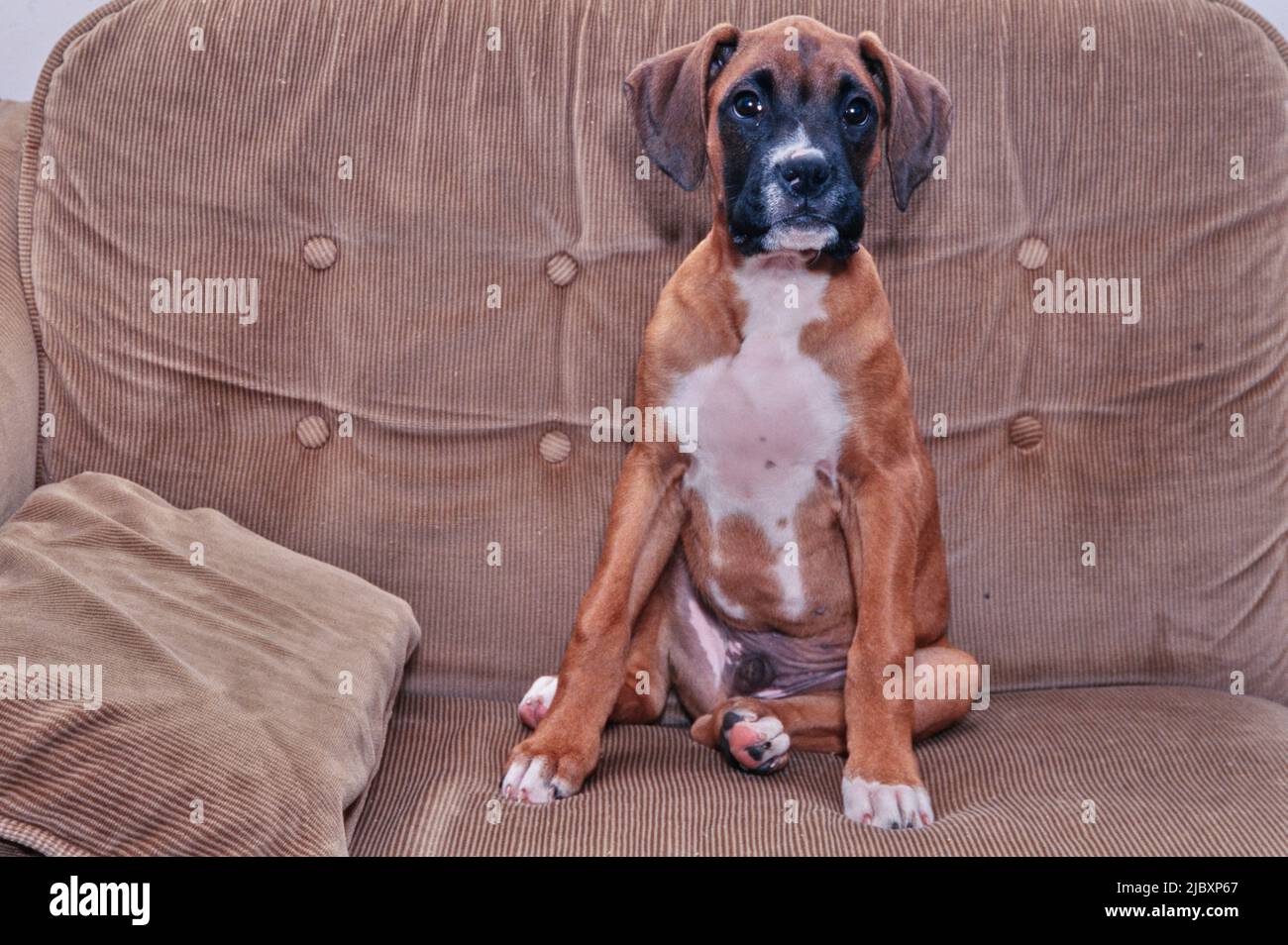 Boxer puppy dog sitting on a sofa Stock Photo Alamy