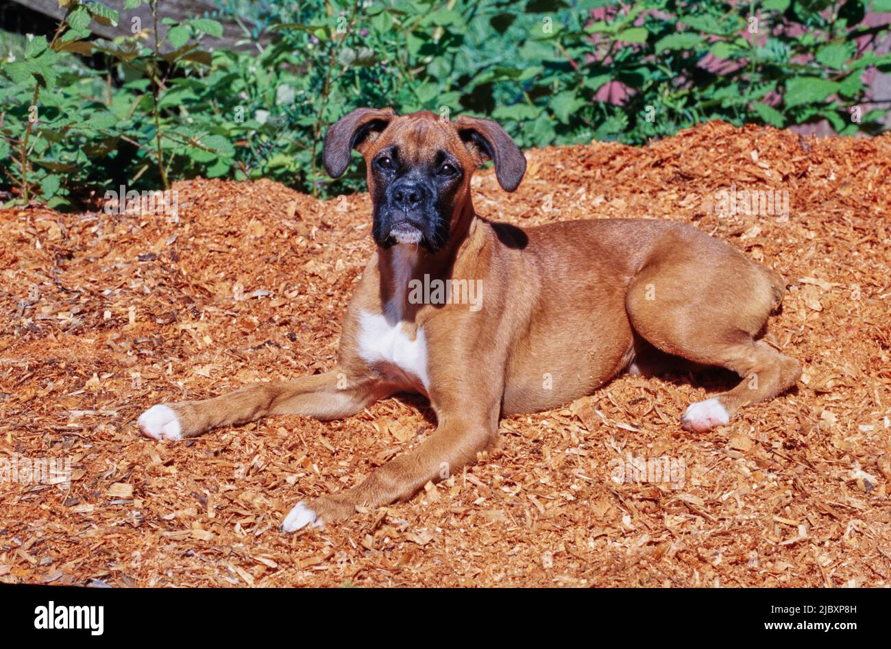 Boxer puppy dog laying in garden mulch Stock Photo Alamy