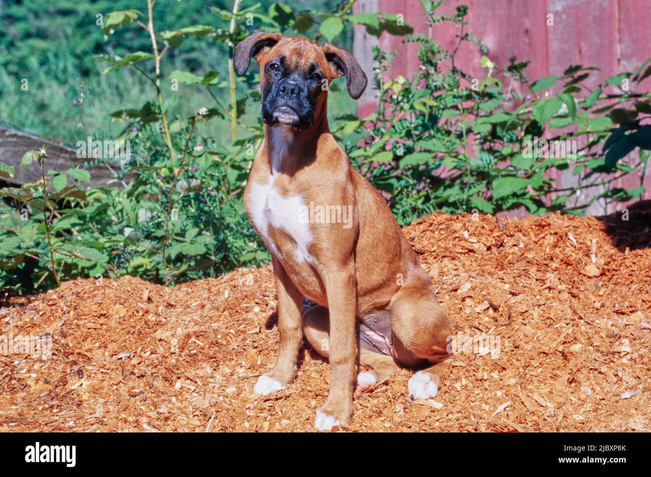 Boxer puppy dog sitting in garden mulch Stock Photo Alamy