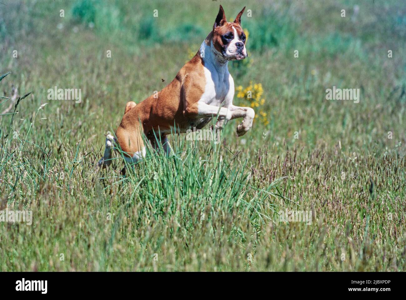 Boxer dog running through grassy field Stock Photo Alamy