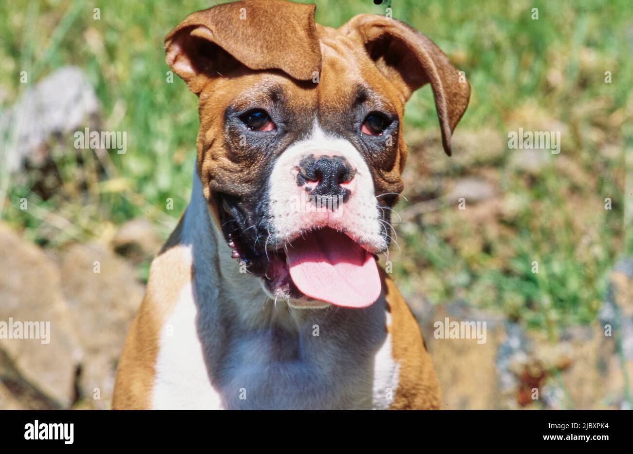 boxer dog with down syndrome